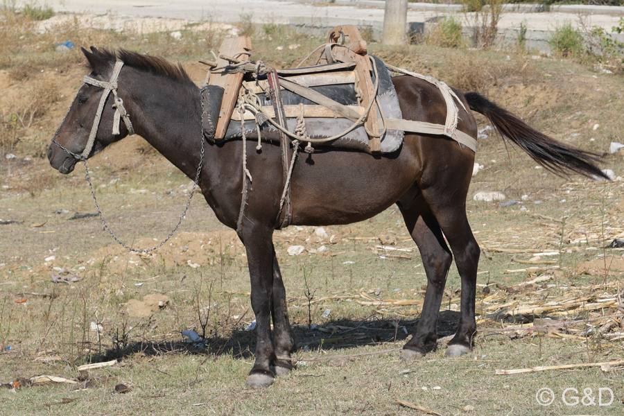 Albanien_2019_428